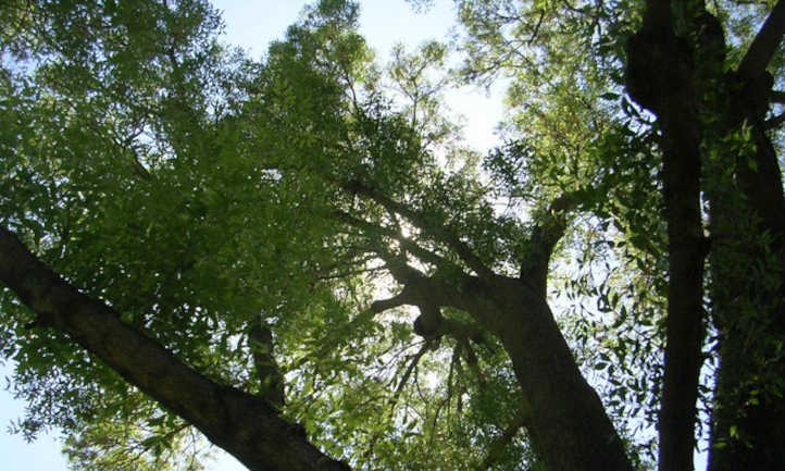 Canopy of a black walnut