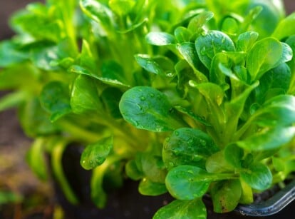 A close-up of mache plants with lush green leaves. The delicate leaves showcase a fine texture, glistening with water droplets, and reflecting light. Planted in a sleek black container, their vibrant hue contrasts beautifully.