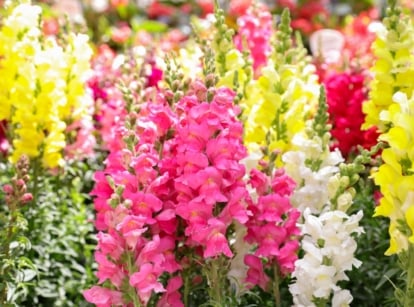 Vibrant snapdragons in shades of pink, yellow, and white, soaking up the sunlight with their delicate petals and vivid colors, creating a picturesque scene in the garden.