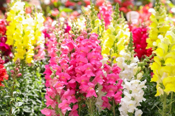 Vibrant snapdragons in shades of pink, yellow, and white, soaking up the sunlight with their delicate petals and vivid colors, creating a picturesque scene in the garden.
