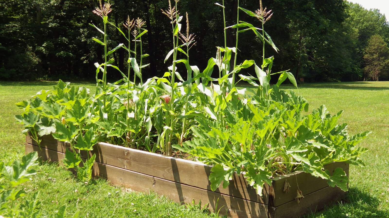 Close-up of a wooden raised bed in a sunny garden with tall corn plants growing and trailing Squash plants with broad lobed leaves.