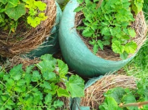 start strawbale garden