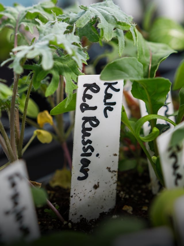 How and When to Start Vegetable Seeds Indoors