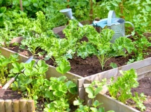 Start veggie garden. View of a veggie garden with various crops growing in raised and low beds in a sunny garden. Plants such as kale, tomatoes, carrots, lettuce and strawberries grow in the beds. On one of the raised beds there is a large metal watering can.