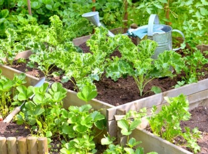 Start veggie garden. View of a veggie garden with various crops growing in raised and low beds in a sunny garden. Plants such as kale, tomatoes, carrots, lettuce and strawberries grow in the beds. On one of the raised beds there is a large metal watering can.