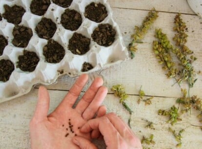 A gardener pinches seeds from her open palm while planting them into small white cell trays.