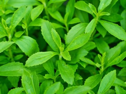 A close-up of stevia leaves, their green hue evoking freshness and vitality. Each leaf appears elongated, with finely serrated edges accentuating their intricate structure and adding to the visual appeal of this natural sweetener.