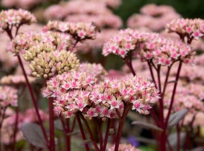 A cluster of pink stonecrop flowers, delicately held aloft by deep purple stems. In the blurred background, additional blooms of these charming flowers create a picturesque scene, adding to the allure of the composition.