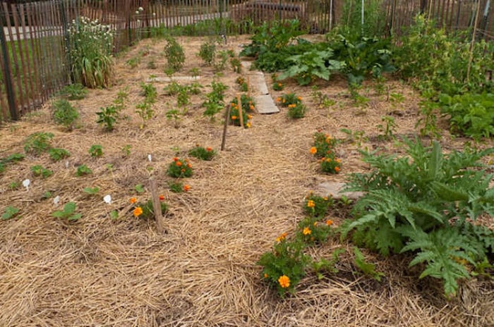 Straw mulch