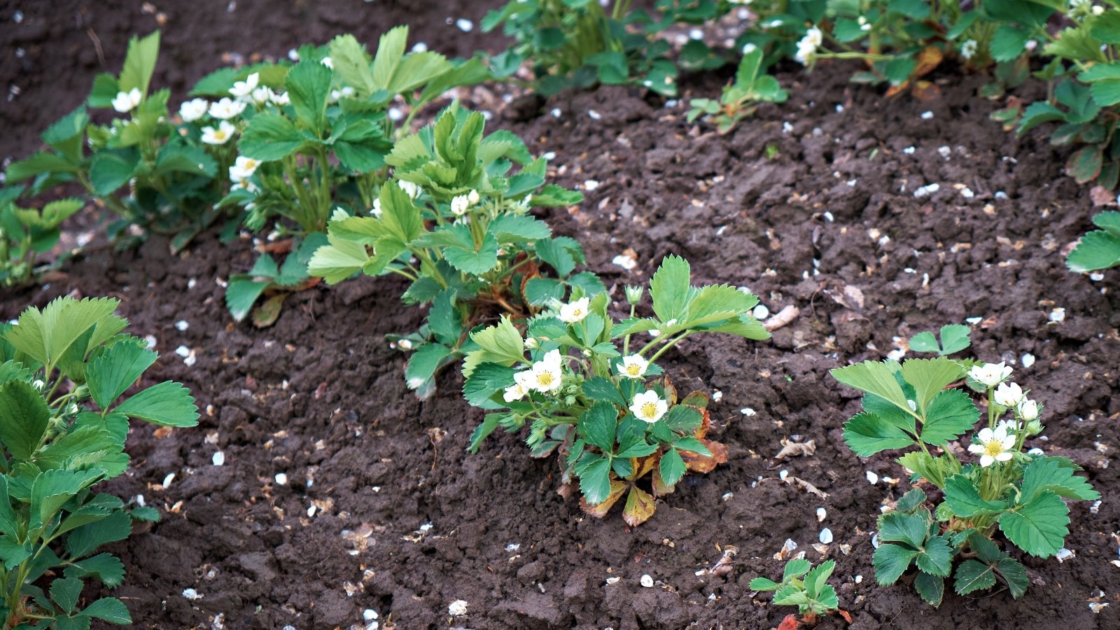 Several young strawberry plants with green leaves and delicate white flowers blooming. Their promising growth suggests a healthy environment, likely rich, dark soil providing ample nutrients for their development and flourishing in the garden.