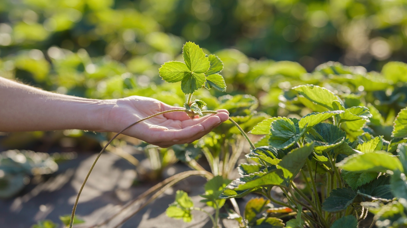 Close-up of a woman's hand holding a strawberry runner against a background of growing strawberry plants that form elliptical leaves with serrated edges.