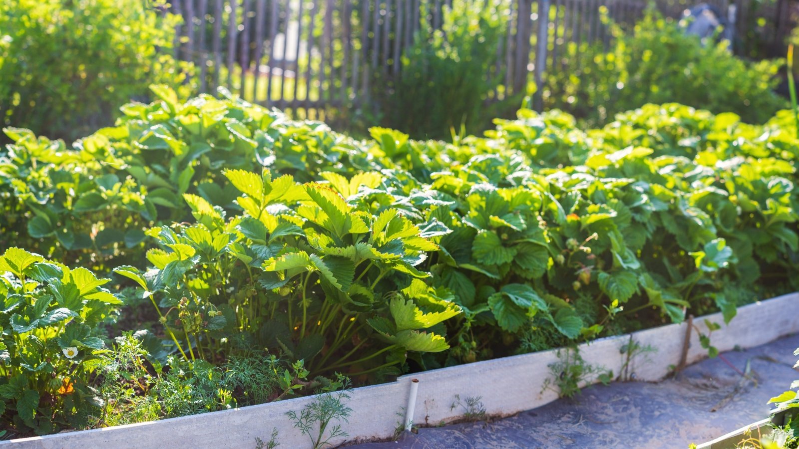 Close-up of strawberry bushes under full sun in the garden. Mature strawberry bushes with leaves and green berries present a lush and vibrant sight. The leaves are dark green, glossy, and serrated along the edges, forming a dense rosette close to the ground. Among the green foliage there are clusters of green berries.