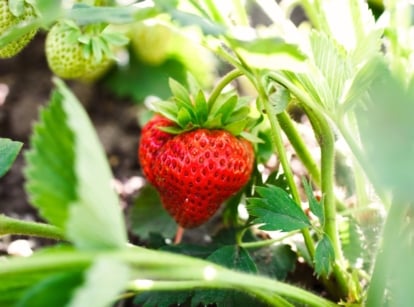 Strawberry Growth. Close-up of a ripe strawberry fruit among green foliage in a sunny garden. The strawberry plant is characterized by bright green, trifoliate leaves arranged in clusters on long stems. The plant bears juicy, red heart-shaped berry which is covered in tiny seeds.