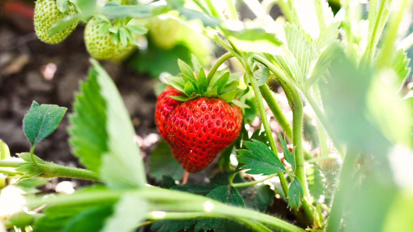 Strawberry Growth. Close-up of a ripe strawberry fruit among green foliage in a sunny garden. The strawberry plant is characterized by bright green, trifoliate leaves arranged in clusters on long stems. The plant bears juicy, red heart-shaped berry which is covered in tiny seeds.