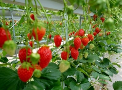 A close-up of strawberry plants on a farm, featuring vibrant green leaves and branches, shows a mix of ripe red strawberries ready for picking and smaller unripe green strawberries still growing.