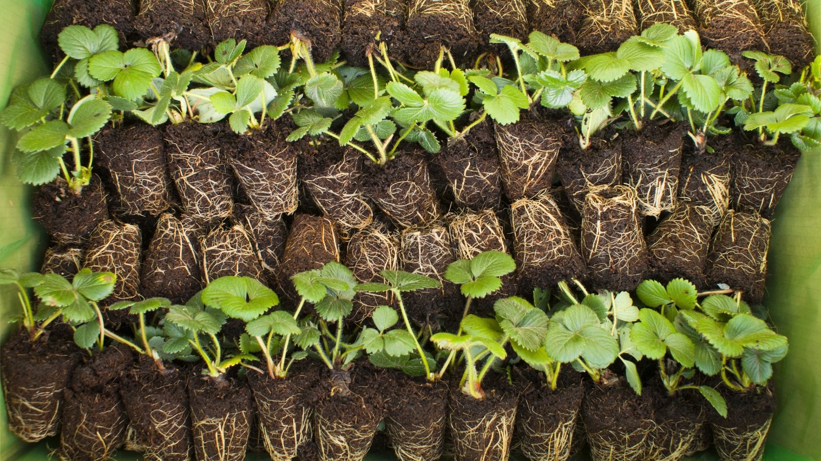 Close-up of a large green box filled with rows of Strawberry plug plants. Strawberry plug plants are compact and robust, featuring a central crown or stem with well-developed roots encased in a small plug of soil. The crown supports several sets of vibrant green leaves, arranged in clusters.