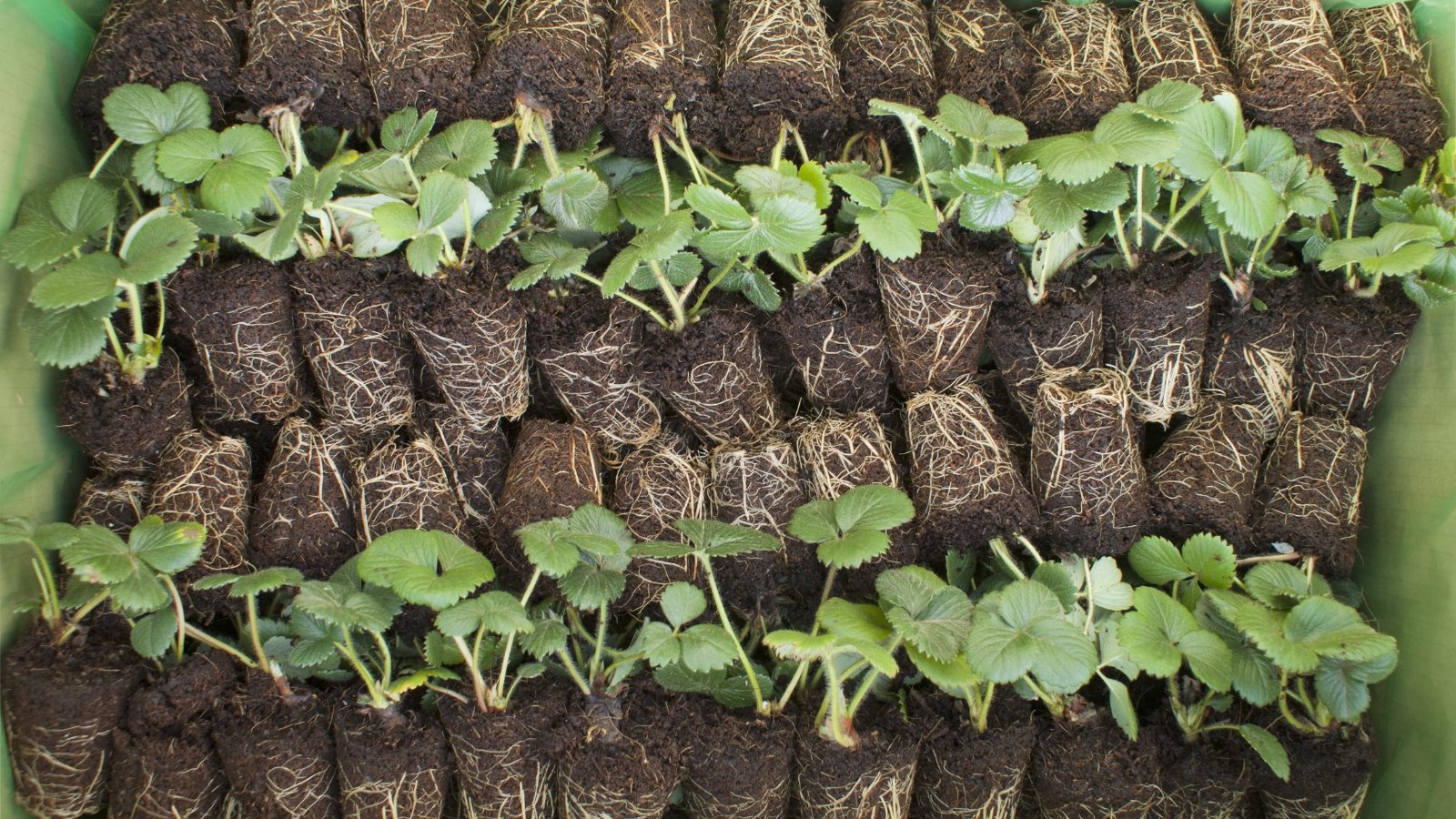 A collection of strawberry plug plants, nestled closely together in a container, showcasing their lush green leaves and delicate roots. These young plants are patiently awaiting their next journey, poised to thrive once transplanted into their new home.