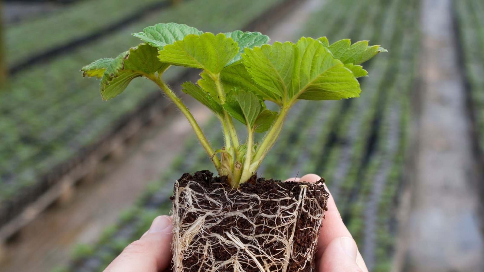 A close-up of a strawberry plug, showcasing its delicate leaves and intricate network of roots. In the backdrop, rows of budding strawberry seedlings blur into a promising landscape of future harvests.