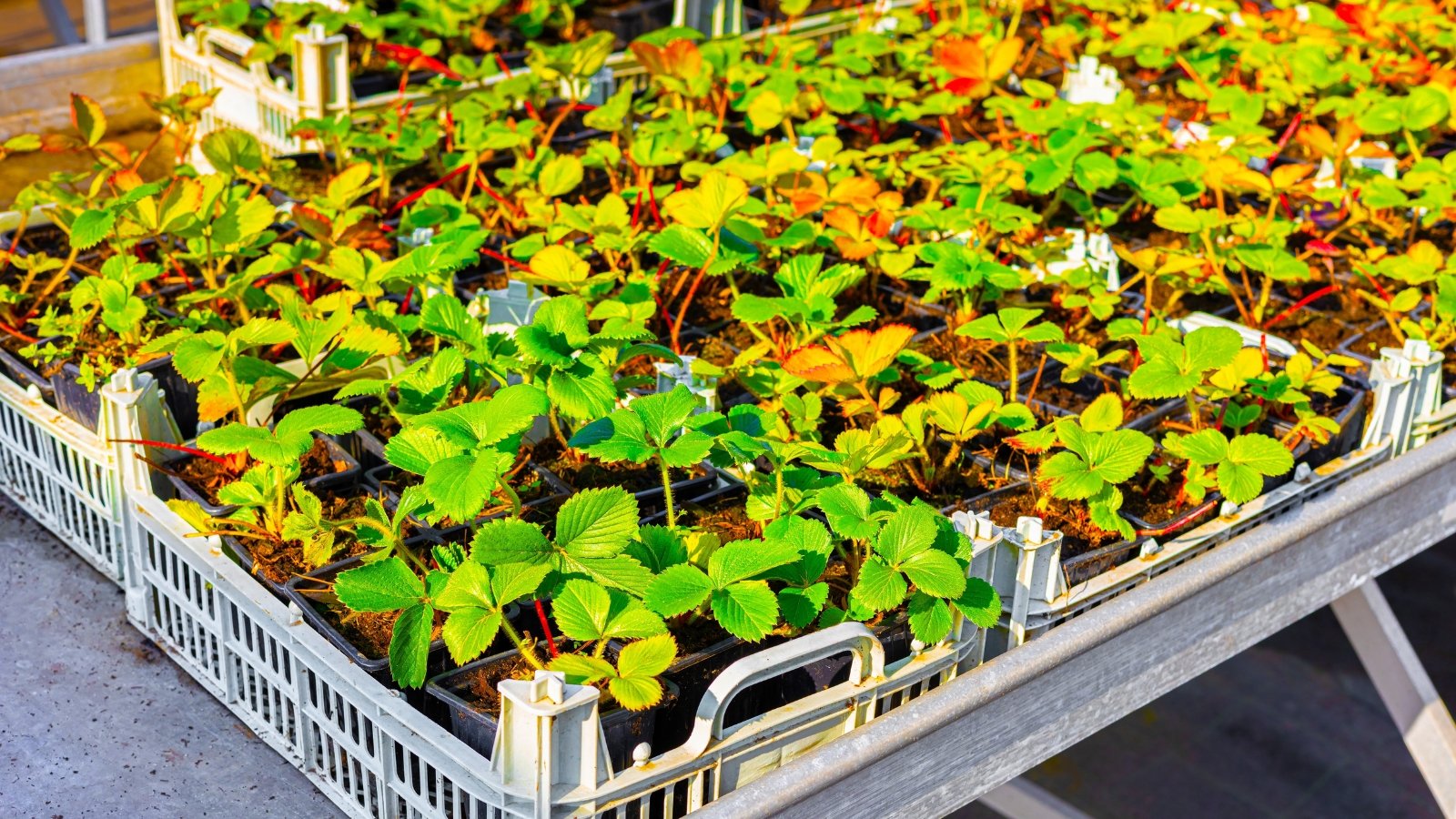 Vibrant strawberry seedlings bask in the warm sunlight, nestled within black pots. The pots neatly align within pristine white plastic trays, offering a clean and organized arrangement for nurturing these delicate plants.