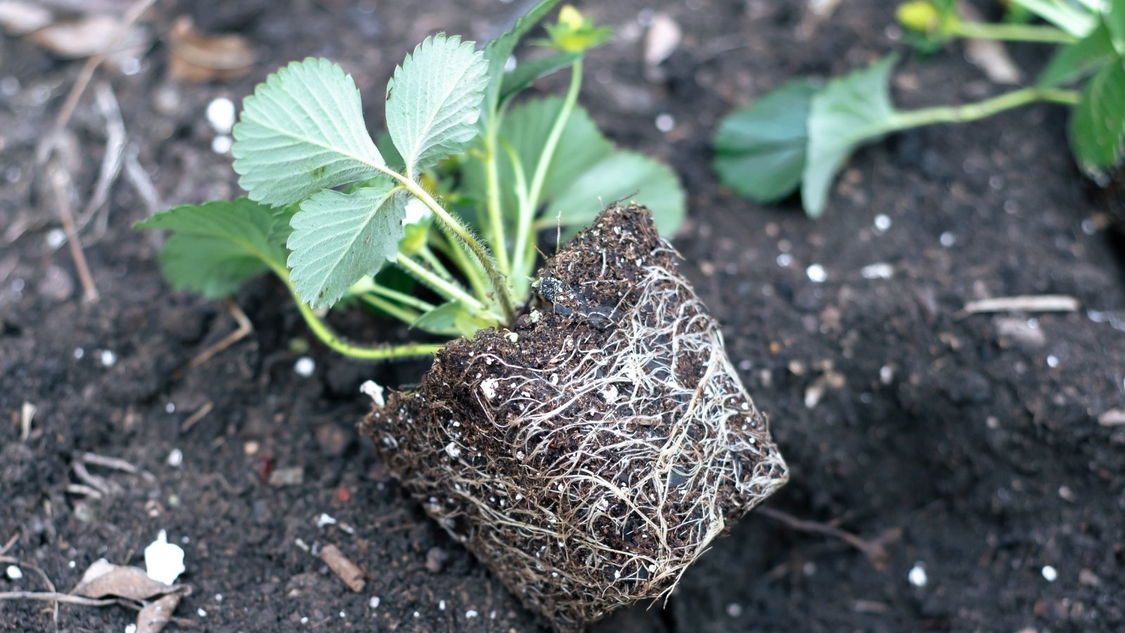 A strawberry plug plant, its delicate green leaves reaching out eagerly, nestled against the rich, dark soil below. The promise of juicy red berries to come, a symbol of nature's bounty and the joys of summer gardening.