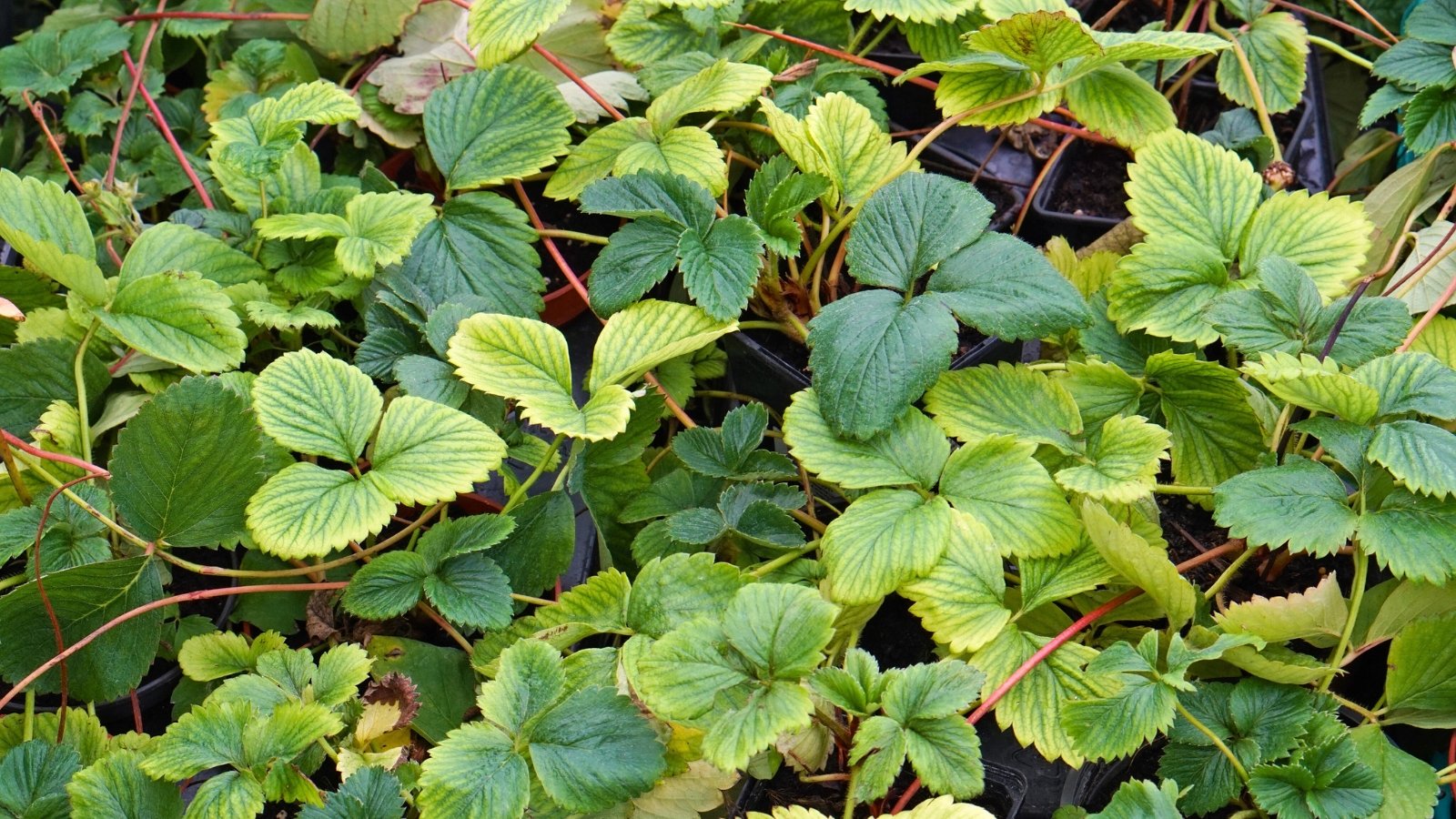 Close-up of Strawberry seedlings with yellowish leaves in black plastic pots. The leaves appear pale and yellowish-green. Strawberry seedlings produce vibrant green leaves that are relatively small and serrated along the edges.