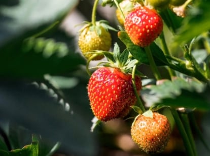 strawberry sun. Close-up of strawberry plant in a sunny garden. The strawberry plant features bright green, serrated leaves composed of three leaflets per stem, arranged alternately. The plant bears medium heart-shaped berries of juicy bright red color adorned with tiny seeds.