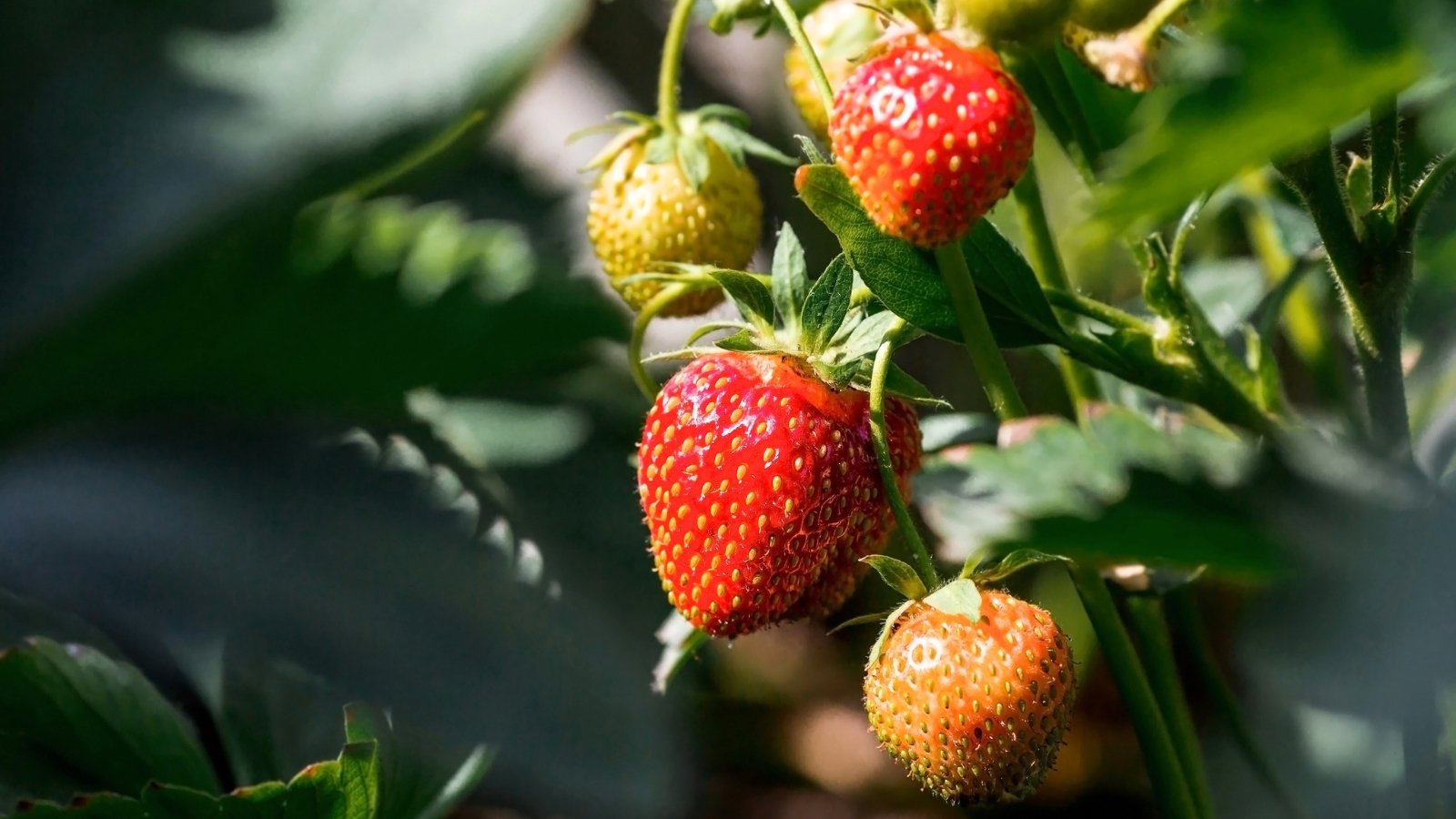 strawberry sun. Close-up of strawberry plant in a sunny garden. The strawberry plant features bright green, serrated leaves composed of three leaflets per stem, arranged alternately. The plant bears medium heart-shaped berries of juicy bright red color adorned with tiny seeds.