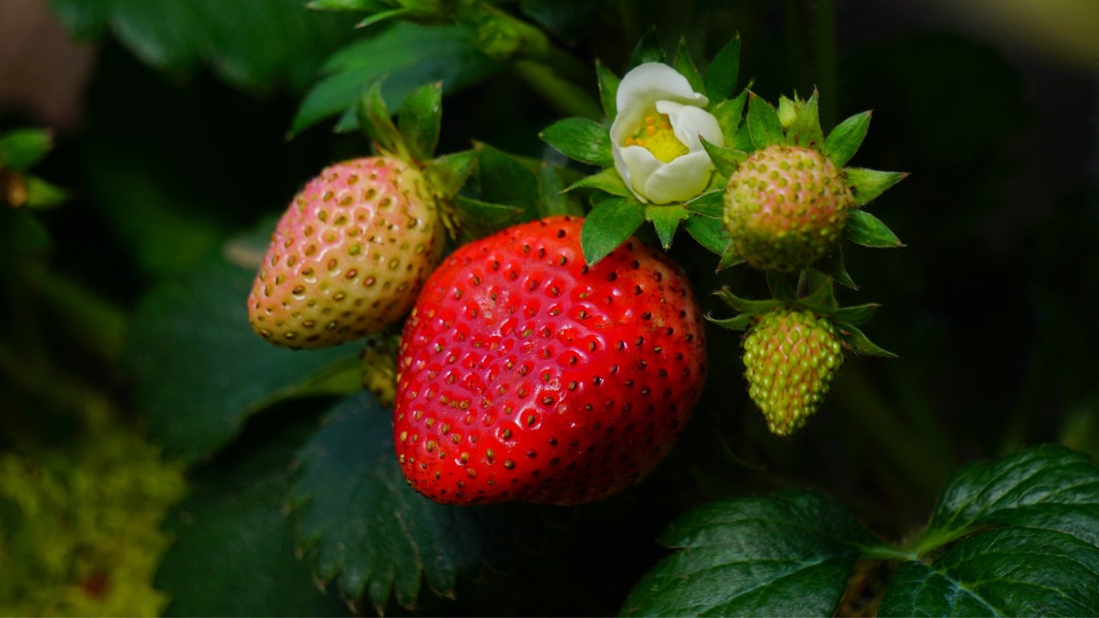 A close-up of strawberry fruits highlights a fully ripe, bright red strawberry alongside several small, unripe green berries, all surrounded by lush green leaves.