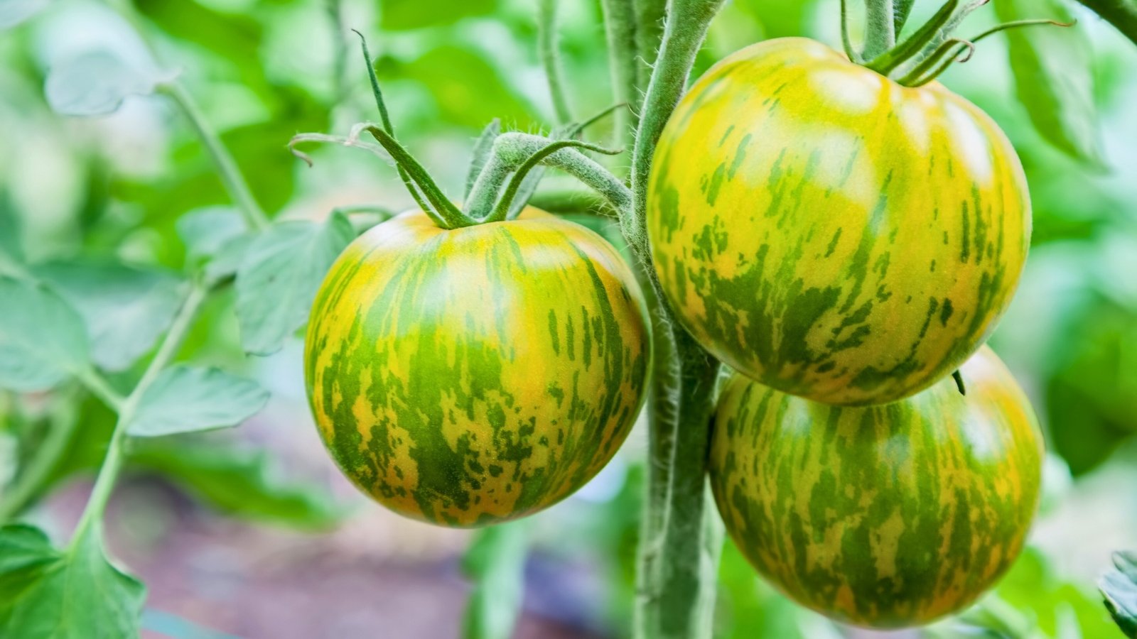 A close-up of Green Zebra tomatoes with yellow hues and distinctive green stripes, set against a backdrop of lush leaves, showcasing the unique appearance of the fruit.