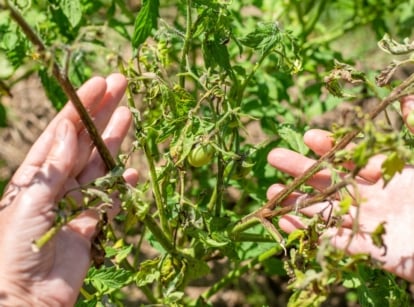 Close-up of female hands showing stunted tomato growing in a sunny garden. The plant has a wilted appearance, with limp, rotten stems and curled, wilted leaves of a pale green hue with gray rotten spots.