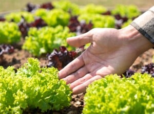 succession planting