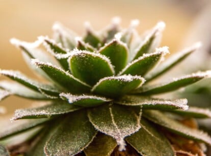 Succulent frost damage. Close-up of a Houseleek, Sempervivum tectorum, covered with frost on a blurred koich background. The plant forms a rosette of succulent, fleshy, triangular leaves of a dark green color with pointed pinkish tips. The leaves are completely covered with a thin layer of frost.