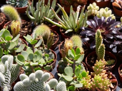 Vibrant young succulents in varied sizes and hues - green, pink, blue, and purple, each showcasing unique shapes. Thriving in compact black pots, they bask in direct sunlight, displaying their resilience and vibrant colors.