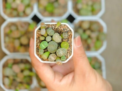 Growing succulents from seed. Close-up of a woman's hand holding a small white pot of Lithops against a blurred background of many pots of Lithops. Lithops are distinctive succulents known for their unique appearance. Resembling small, smooth pebbles, these plants have a pair of fused leaves that form a cleft at the top, creating a cactus-like cleft or slit. The leaves have different patterns, textures and colors from green to gray.