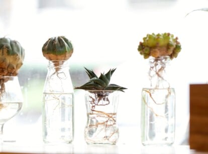 View of cacti and succulents grow in water on a light windowsill. Moon Cactus and Haworthiopsis limifolia grow in tall glass bottles, jars and glasses filled with water. Haworthiopsis limifolia is small, rosette-forming plant features tightly packed, upright leaves that are triangular in cross-section and covered with pronounced, raised ridges resembling the texture of a file or washboard. The Moon Cactus is a small, globular cactus with sharp yellowish-brown spines on its ribs.