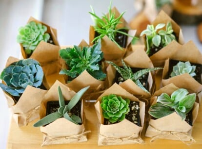 Vivid green succulents arranged in petite brown eco-friendly paper pots, nestled within rich dark soil. Each delicate succulent is adorned with neat brown ribbons, enhancing their charm. These potted succulents rest on a warm brown table.