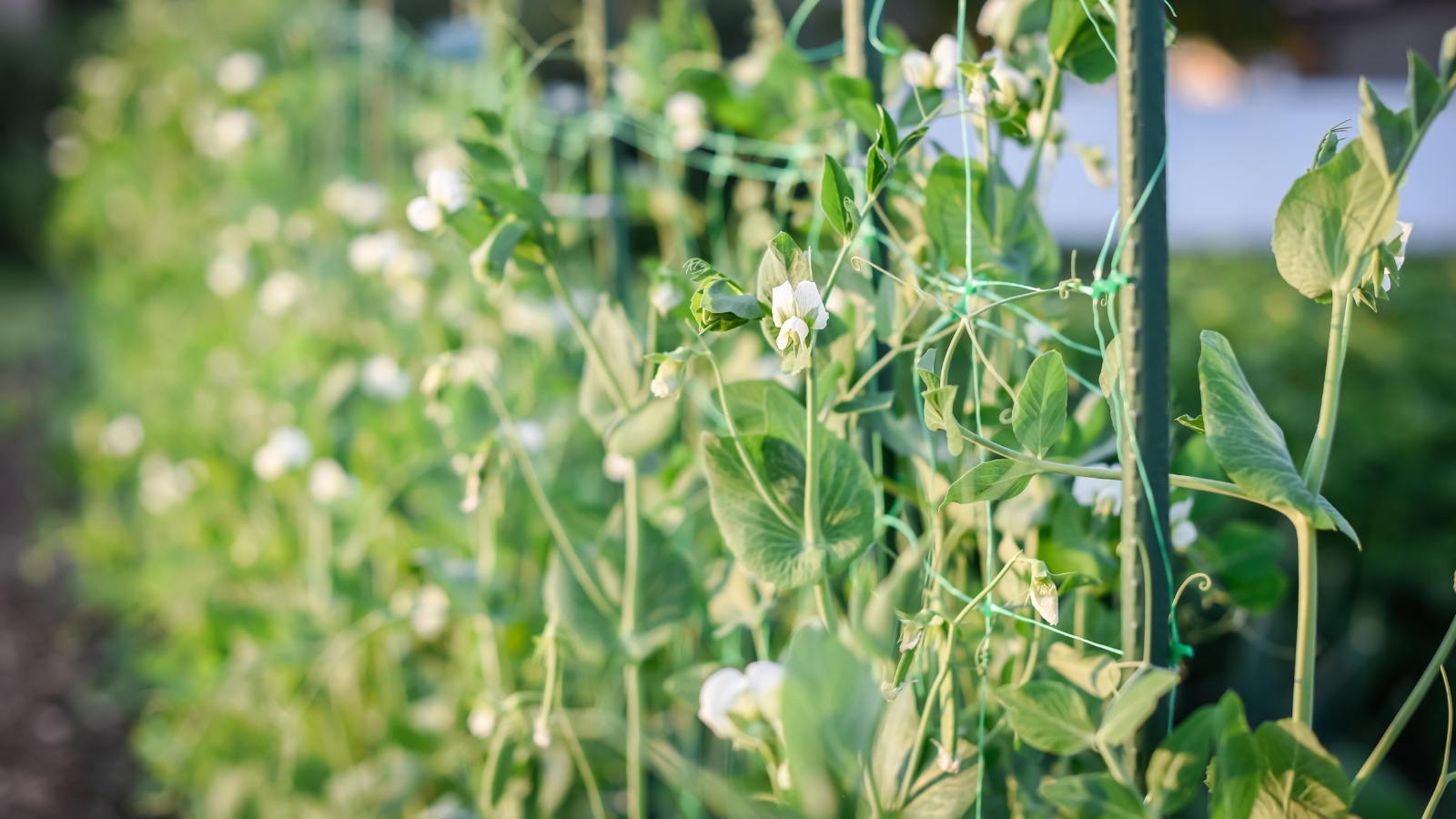 Close-up of a Sugar snap peas plant growing against a wall with the help of vertical trellises in a sunny garden, featuring delicate, compound leaves arranged along climbing vines, producing clusters of white flowers