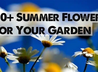 Summer Flowers For Your Garden