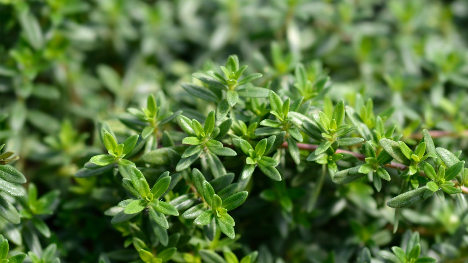 Summer savory herbs, their petite leaves outstretched, soak up the warm sun rays, embracing the golden glow of summer.