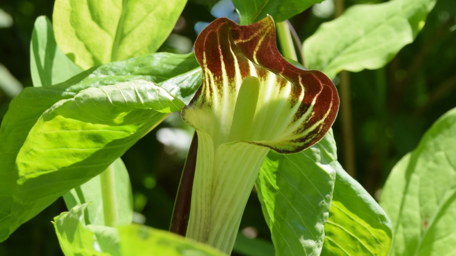 The Arisaema triphyllum in full sun, also known as Jack-in-the-pulpit, features a distinctive hooded flower that encloses a spadix, and has three-part leaves that are glossy and green.