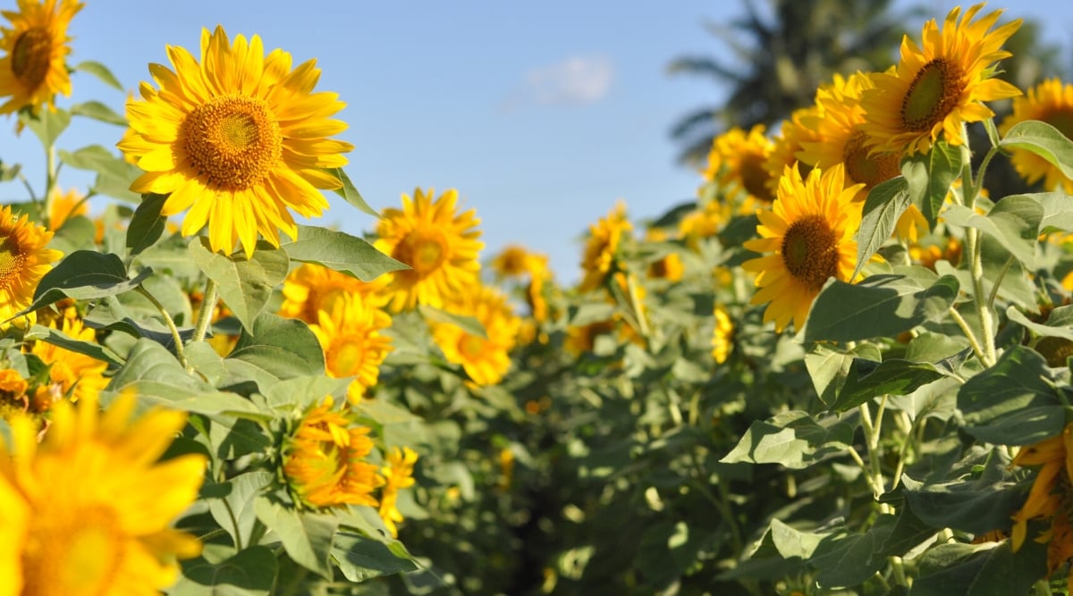 Close-up of blooming sunflowers in the garden. Sunflowers (Helianthus annuus) are tall, sturdy, and fast-growing annual plants that belong to the Asteraceae family. Sunflower leaves are large, coarse, heart-shaped with a rough texture. The flowers are large, showy, with a central disc consisting of tiny inflorescences surrounded by bright yellow petaled ray flowers.