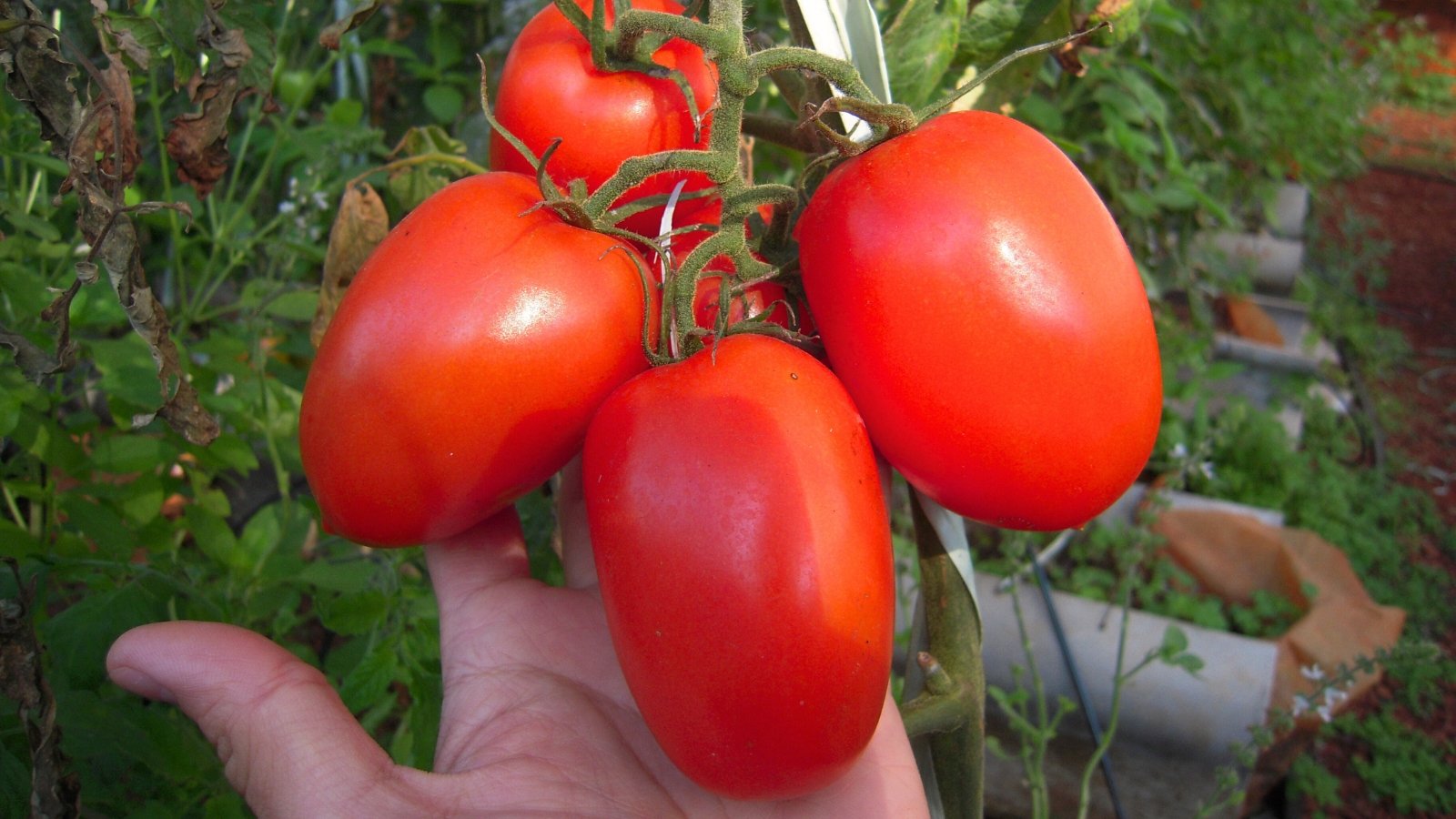 Close-up of a woman's hand displaying ripe 'SuperSauce' tomato fruits in the garden, characterized by large, oblong shape, deep red color, and meaty texture.