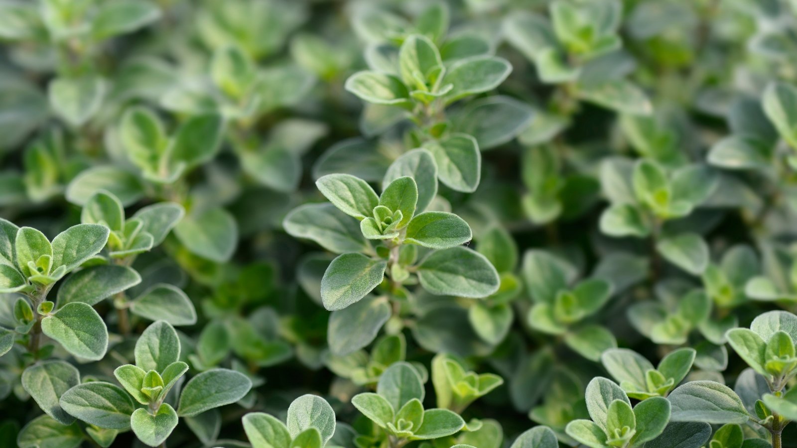 A close-up of green sweet marjoram leaves, their delicate veins tracing patterns of life, inviting touch and releasing a subtle, herbal aroma into the air.