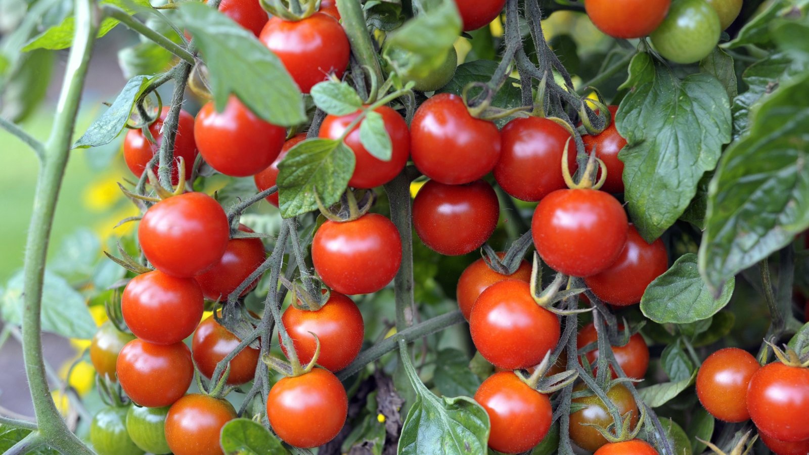  A close-up of red 'Sweet Million' tomatoes nestled among lush green leaves, delicately suspended from the vine, showcasing nature's bounty in its full splendor and promising a burst of juicy sweetness.