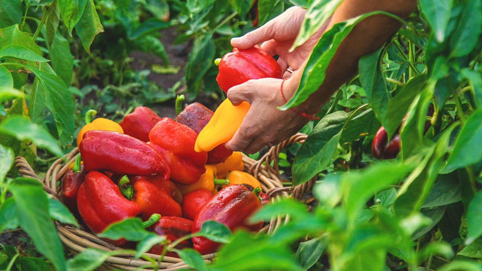 A close-up of a farmer's hands harvesting bright red and yellow sweet pepper fruits into a large wicker basket among the lush deciduous pepper bushes in a garden bed.