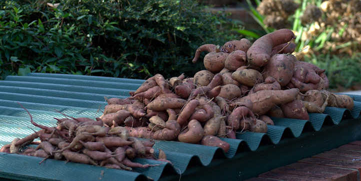 Sweet potato harvest