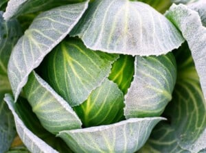 Frost sparkles on the cupped leaves of a green winter cabbage,