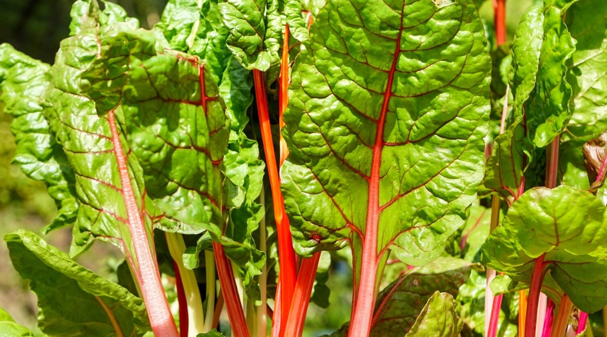 Close-up of a Swiss chard plant in a sunny garden. Swiss chard is a biennial plant with a rosette habit. It has dark green, large and slightly wrinkled leaves that grow from a central stem. The stems have a bright red-pink hue. Swiss chard leaves are broad, glossy and delicate with prominent veins.