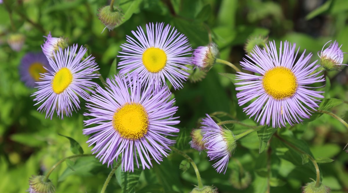 A close-up on several New England Aster blooms. The flowers display numerous narrow purplish petals surrounding a prominent yellow center composed of disk florets. The vibrant flowers stand out against the blurred background of green leaves.