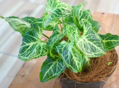 Close-up of Syngonium in a black pot on a wooden table indoors. Syngonium, commonly known as Arrowhead Vine, is recognized for its distinctive foliage and vining habit. This tropical evergreen plant features arrow-shaped leaves that are dark green in color with intricate patterns of pale green. The soil is covered with a layer of coconut coir mulch.
